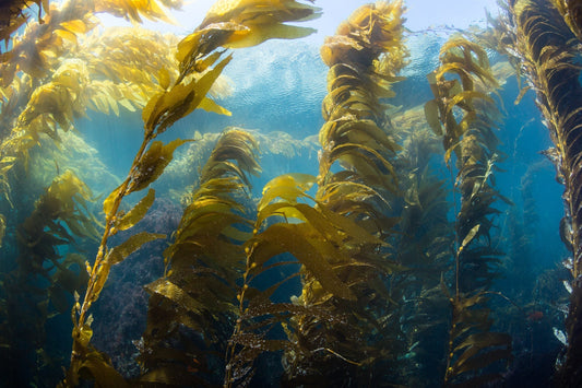 From Ocean to Innovation: How Seaweed is Transforming Packaging and Food