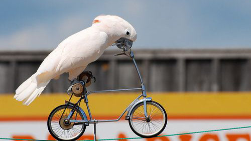 How to take your pet on a bike ride