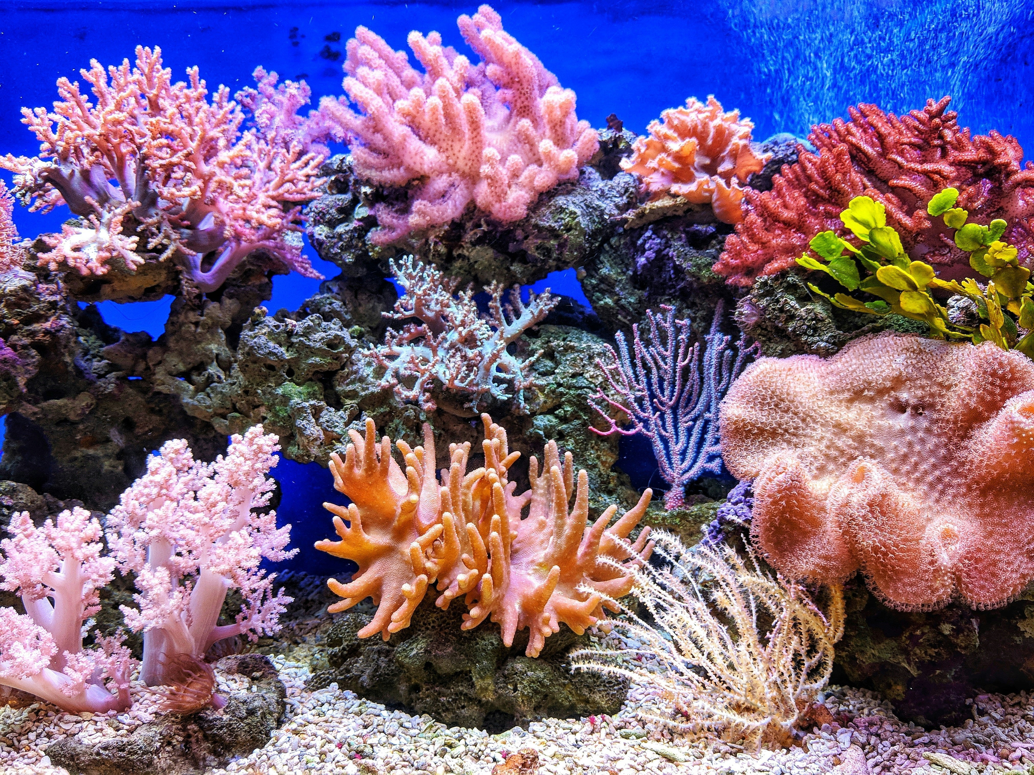 Timing Is Everything: Getting the Best Out of Your Reef Experience ...