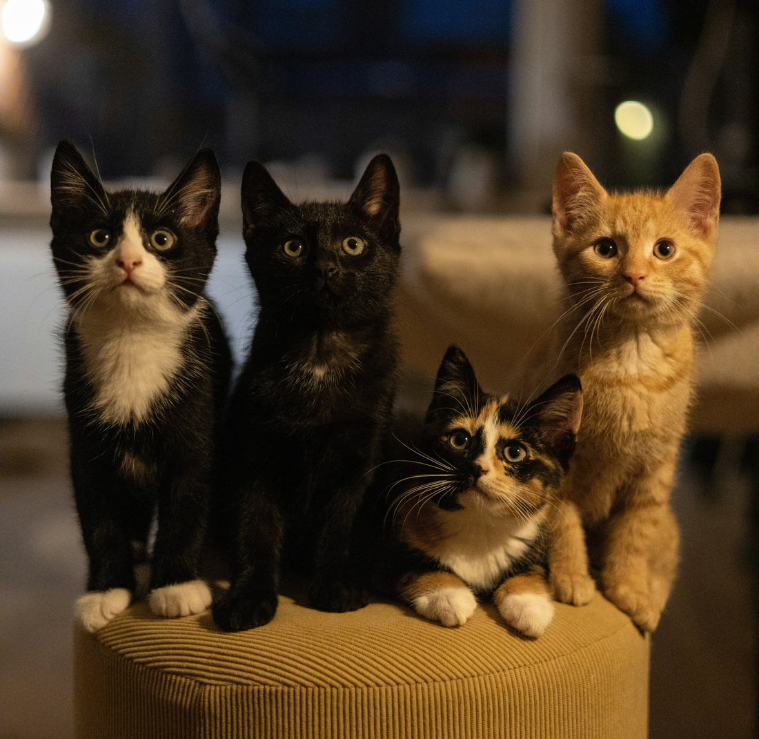 Why Quality Pet Food Matters: A Guide for Cat Lovers