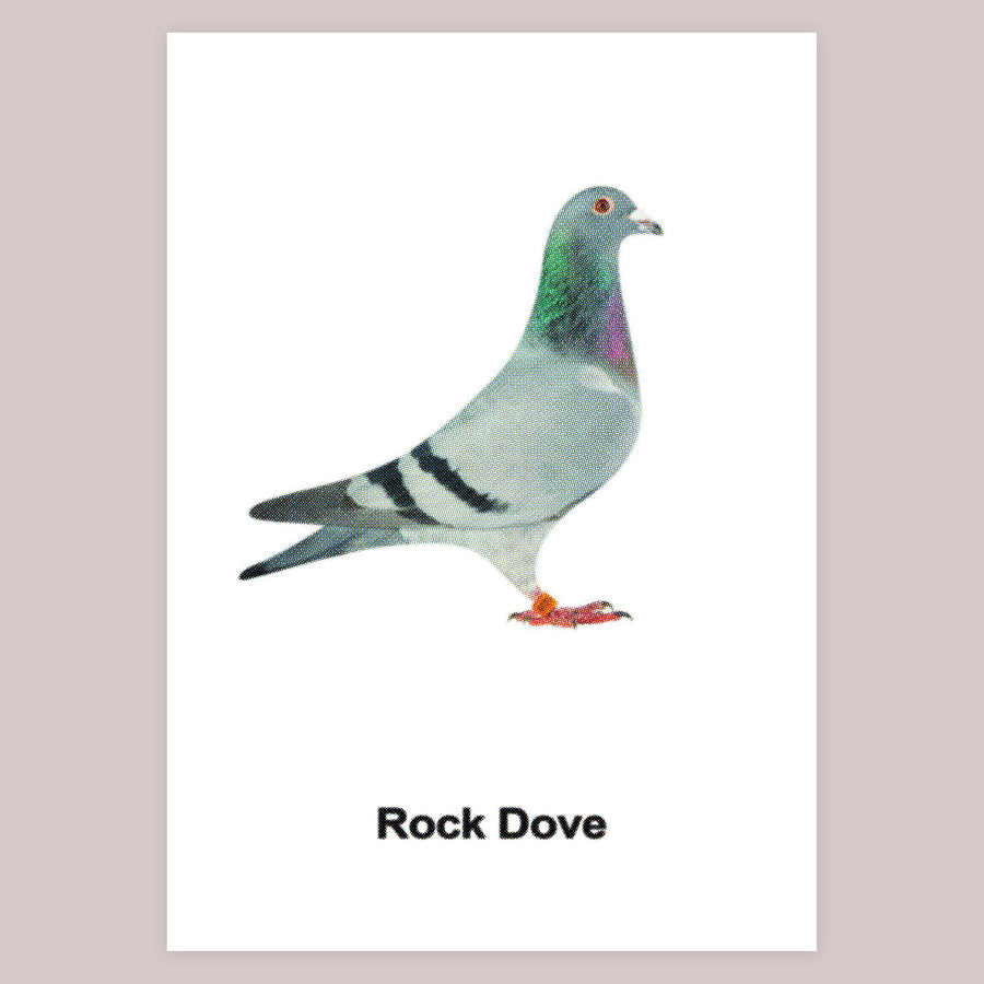 Rock Dove Pigeon print