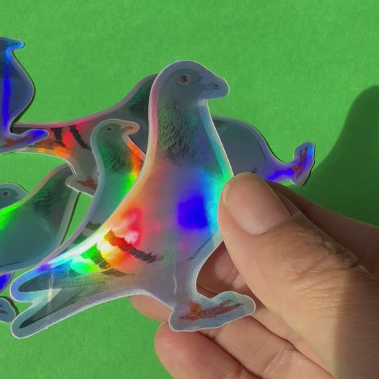 pigeon sticker video